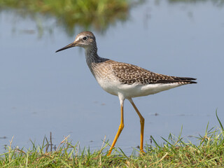 Close up of a juvenile Lesser Yellowlegs feeding at the edge of a grassy pool