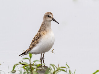 Juvenile Semipalmated Sandpiper feeding in shallow water
