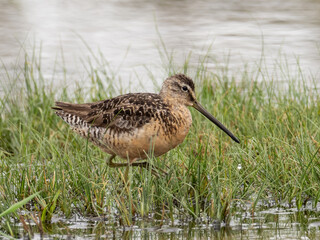 Close up of an adult Long-billed Dowitcher in alternate, summer plumage and feeding in wet grassland.