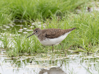 Close up of a Solitary Sandpiper feeding at the edge of a grassy pool