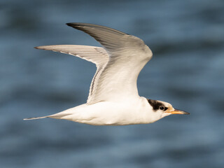 Naklejka premium Close up of a juvenile Common Tern in flight