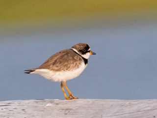 An adult Semipalmated Plover standing isolated on a log