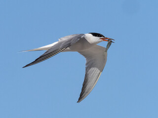 An adult Common Tern in flight with a fish in its beak