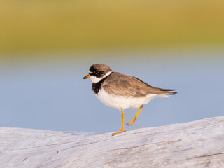 An adult Semipalmated Plover standing isolated on a log