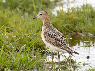 Brightly colored juvenile Buff-breasted Sandpiper feeding amongst wet grassland