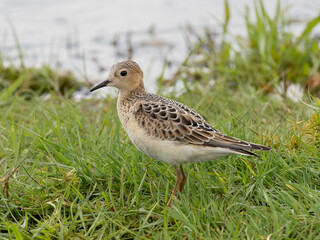 Brightly colored juvenile Buff-breasted Sandpiper feeding amongst wet grassland