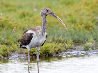 Juvenile White Ibis standing in a grassy puddle
