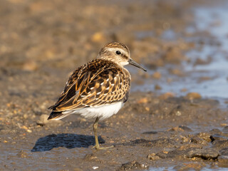 A brightly colored juvenile Least Sandpiper resting on mud at the water's edge