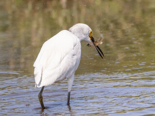 Close up of a Snowy Egret with a freshly caught fish in its beak