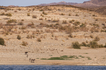 Wild burros in the desert by a lake
