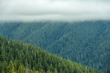 Three Layers Of Trees and Clouds Over Hoh Rainforest