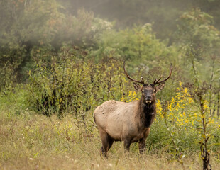 Two Year Old Elk Pauses In Tall Grass