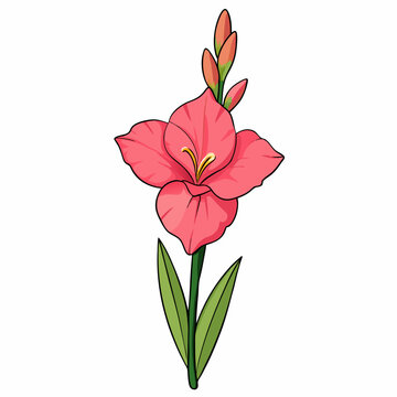 pink gladiolus flower stem isolated clip art preview
