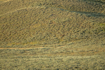 Two Grizzly Bears Graze On Distance Hillside In Yellowstone