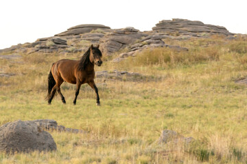 Asia, Mongolia, Eastern Gobi Desert. A domesticated Mongolian horse roams free in the Eastern Gobi Desert.