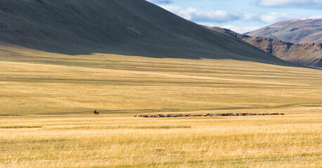 Obraz premium Asia, Mongolia, Bayan-Olgii Province. A man rides his horse leading his herd of goats on the grassland.
