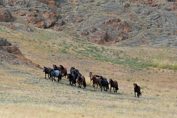 Asia, Mongolia, Bayan-Olgii Province. A herd of horses roam free on the grassland.