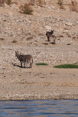 Wild burros in the desert
