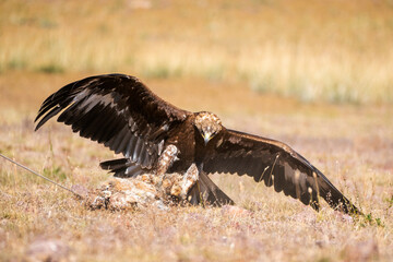 Asia, Mongolia, Bayan-Olgii Province, Kazakh Tribe. A golden eagle flying down to capture a fox pelt in one contest.