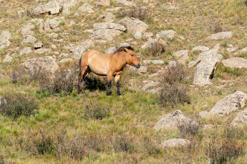Asia, Mongolia, hustai National Park. Przewalski's horse grazes in the national park.