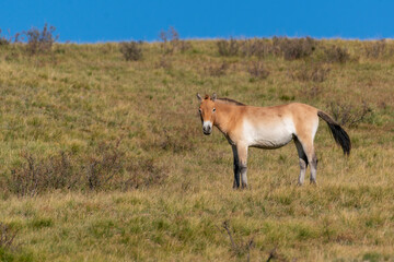Asia, Mongolia, hustai National Park. Przewalski's horse grazes in the national park.