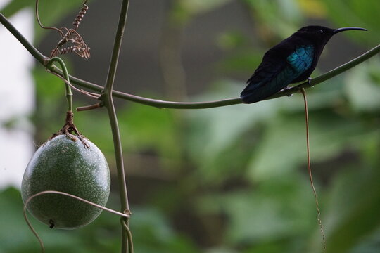 hummingbird and passion fruit