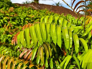 Kelakai plants (Stenochlaena Palustris) grow wild and abundantly in the tropical nature of Kalimantan © RMX IMG