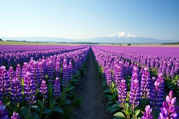 Obraz premium A vast field of purple lupines stretching towards the horizon, nature, colorful fields