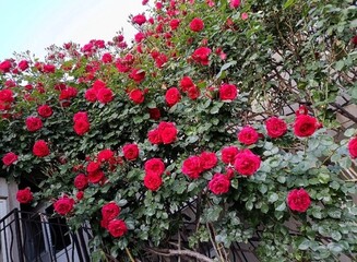 flowers in the garden