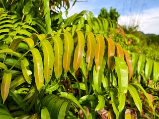 Kelakai plants (Stenochlaena Palustris) grow wild and abundantly in the tropical nature of Kalimantan © RMX IMG