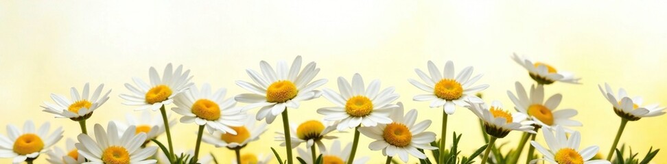 Naklejka premium Delicate white daisy flowers bloom in a lush yellow bouquet on a crisp white background, nature, daisies, spring