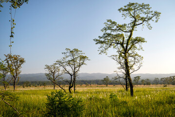 Nepal. Chitwan National Park landscape