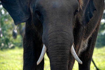 Fototapeta premium Nepal, Sauraha. Protected Asian elephant