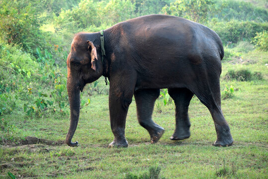 Nepal, Sauraha. Asian elephant walking home.