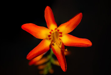 Moraea Comptonii