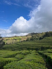 Tea Fields in the Azores 