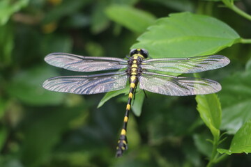 Dragonfly 