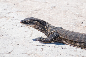 Goanna lizard on a road.