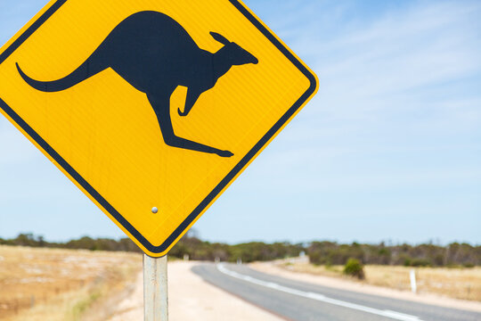 Kangaroo road side warning sign.