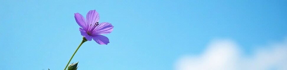 Obraz premium A single violet flower in full bloom on a long stem against a blue sky, gardenphotography, naturephotography, floral