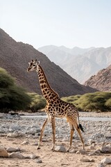Obraz premium A giraffe walking along a dry riverbed, framed by distant mountains and clear skies