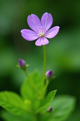 Delicate violet flower on a slender green stem in a garden, floral, greenery