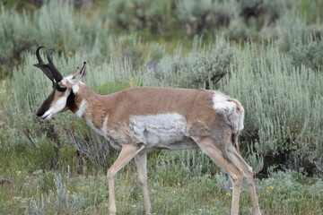 Yellowstone antelope 