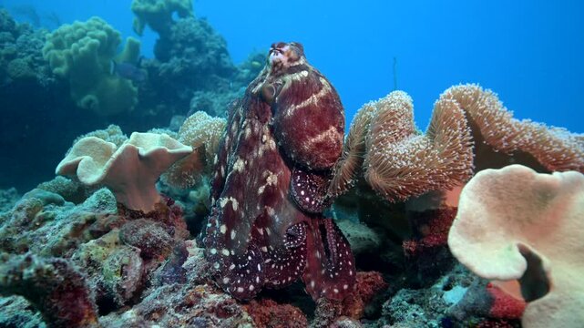 Octopus hunting for food above coral reef