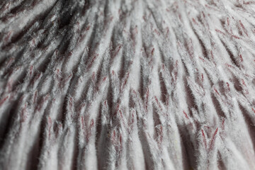 Close-up of fluffy pink and white textured fibers of a flower