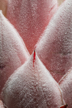 Close-up of soft pink blossoms with fuzzy texture