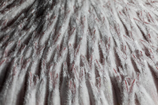 Close-up of fluffy pink and white textured fibers of a flower
