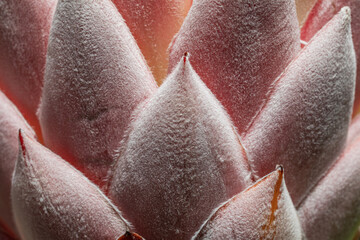 Close-up of Pink Velvety Petals in Symmetric Order