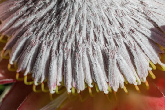 Closeup view of a beautiful Australian native flower