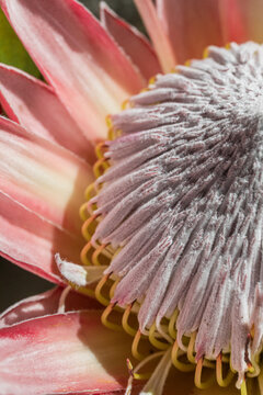 Close-up of an Australian pink protea flower with soft details.